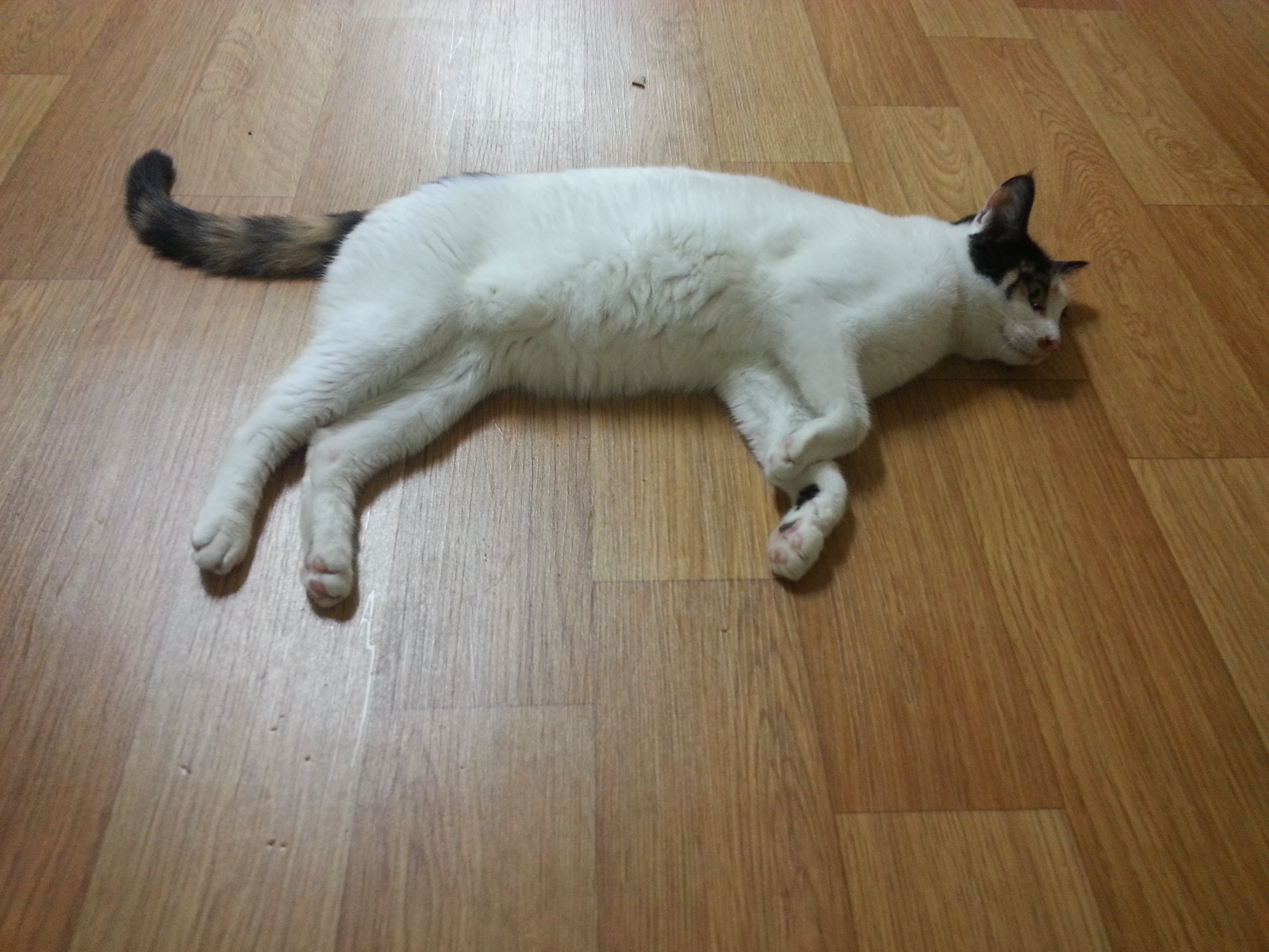 나비(베닝)이 근황입니다.^^