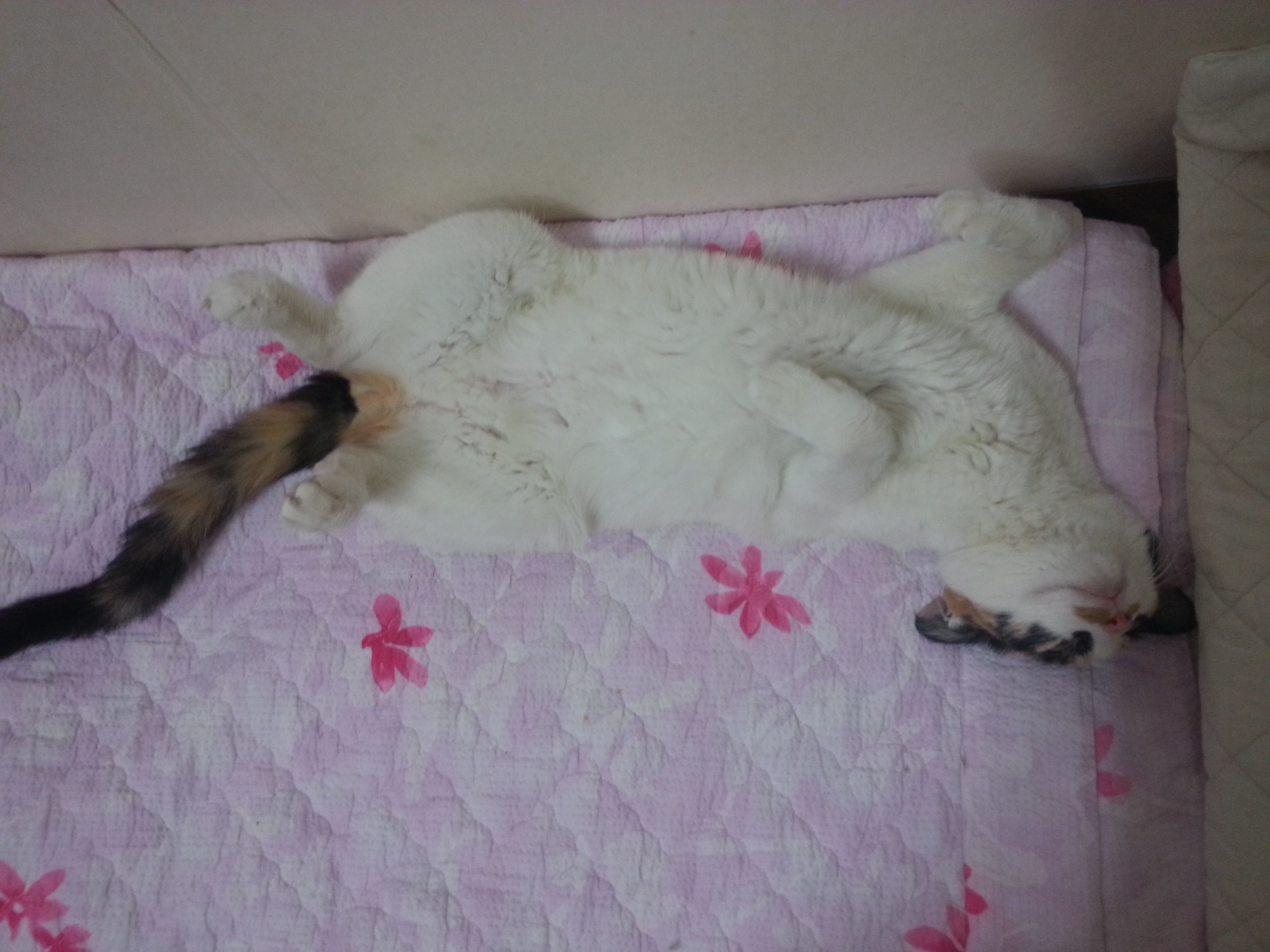 나비(베닝)이 근황입니다.^^