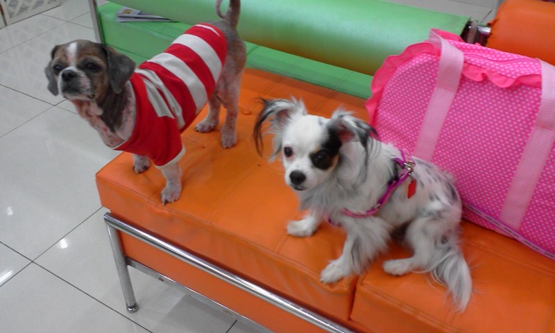 입양온 아가들 안부 전합니다