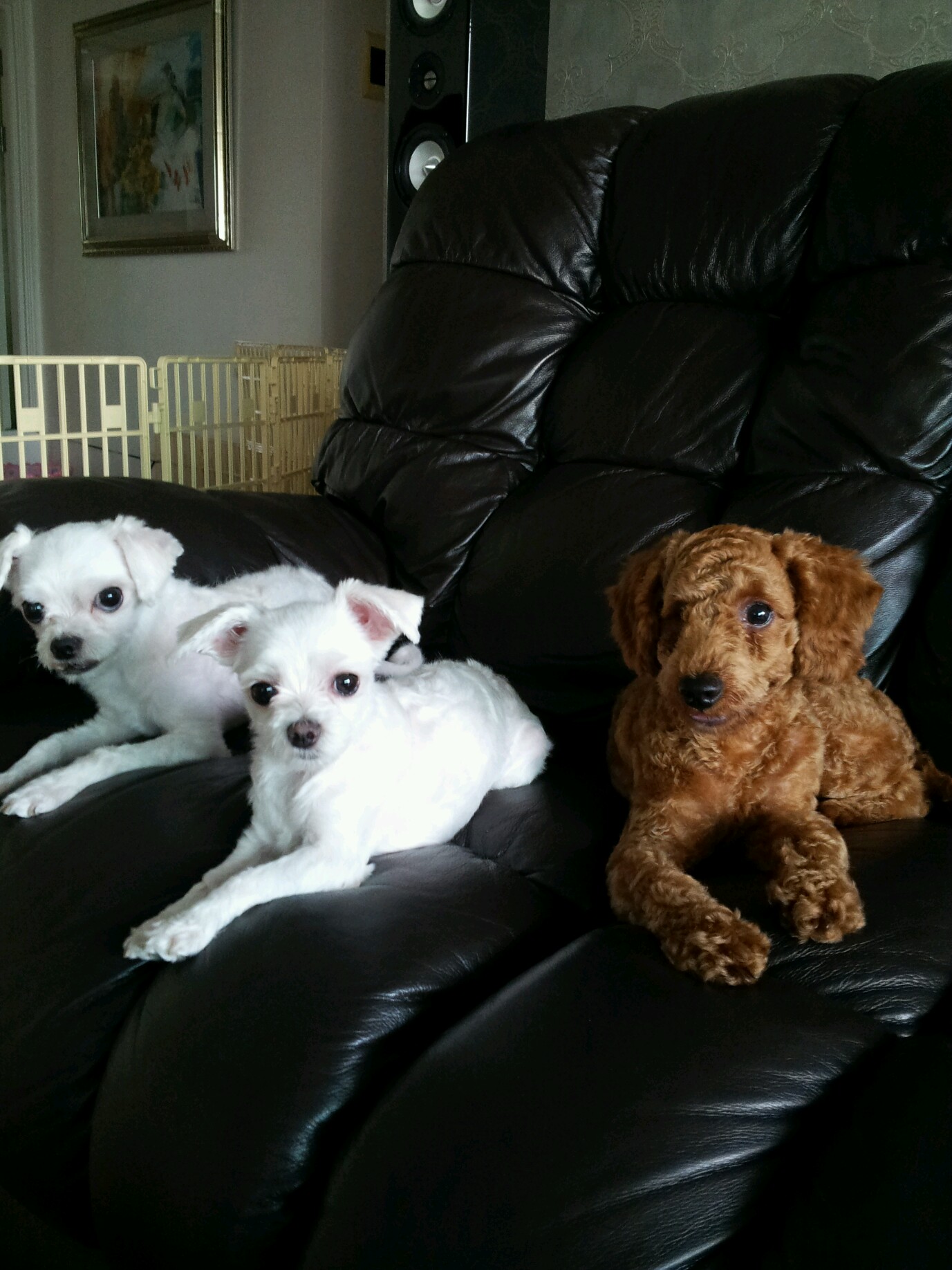 입양온 아가들 안부 전합니다