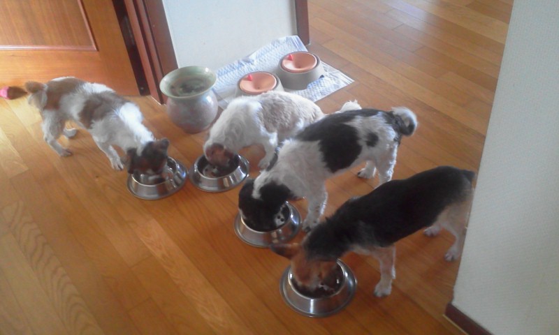 입양온 아가들 안부 전합니다