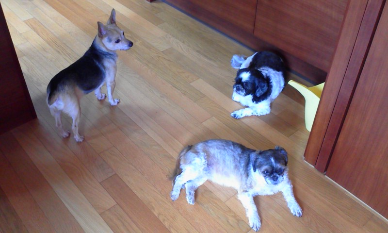 입양온 아가들 안부 전합니다