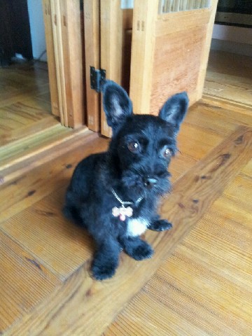 호박이가 왔어요....