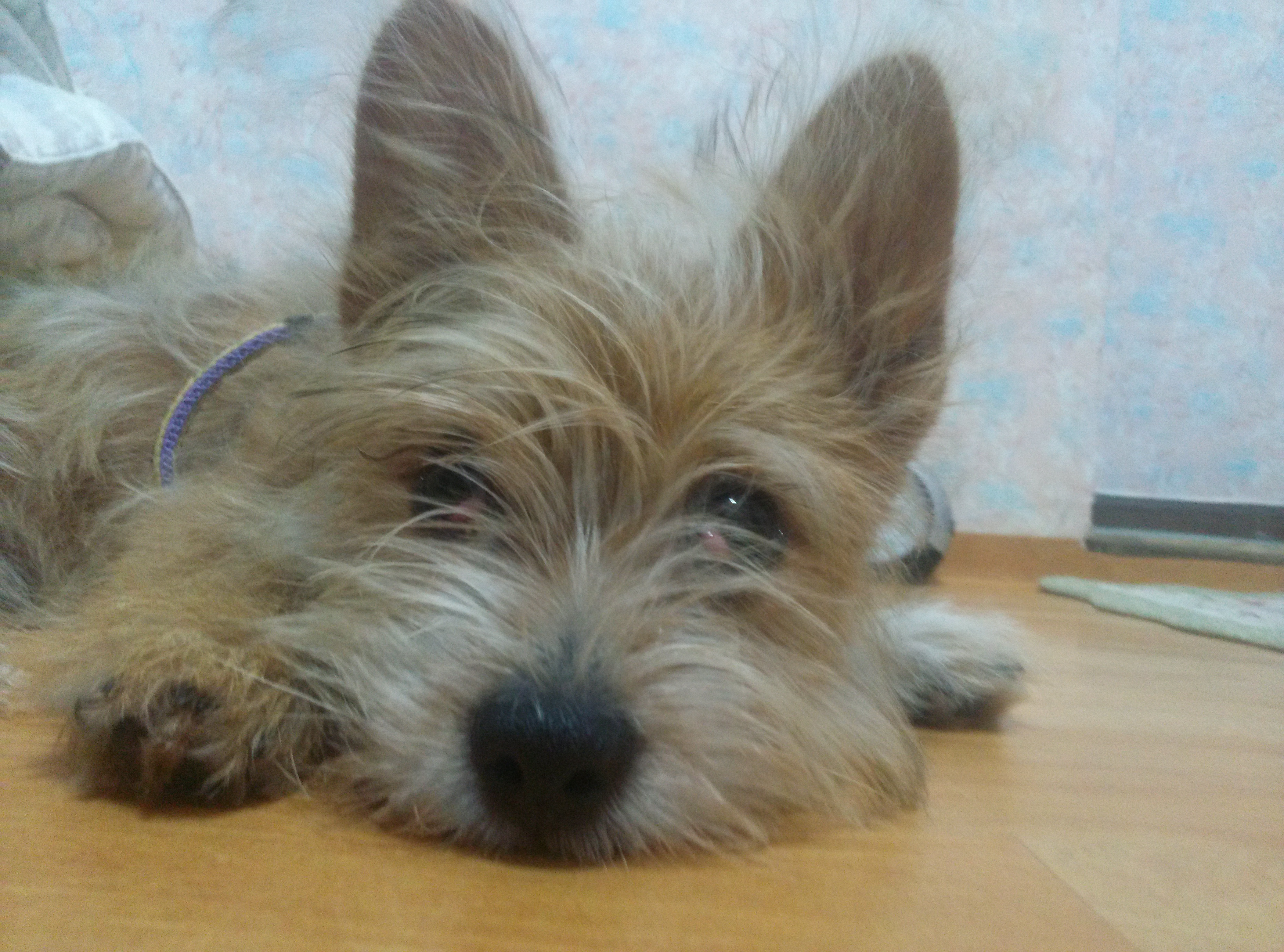 '우리'입양후기입니다..