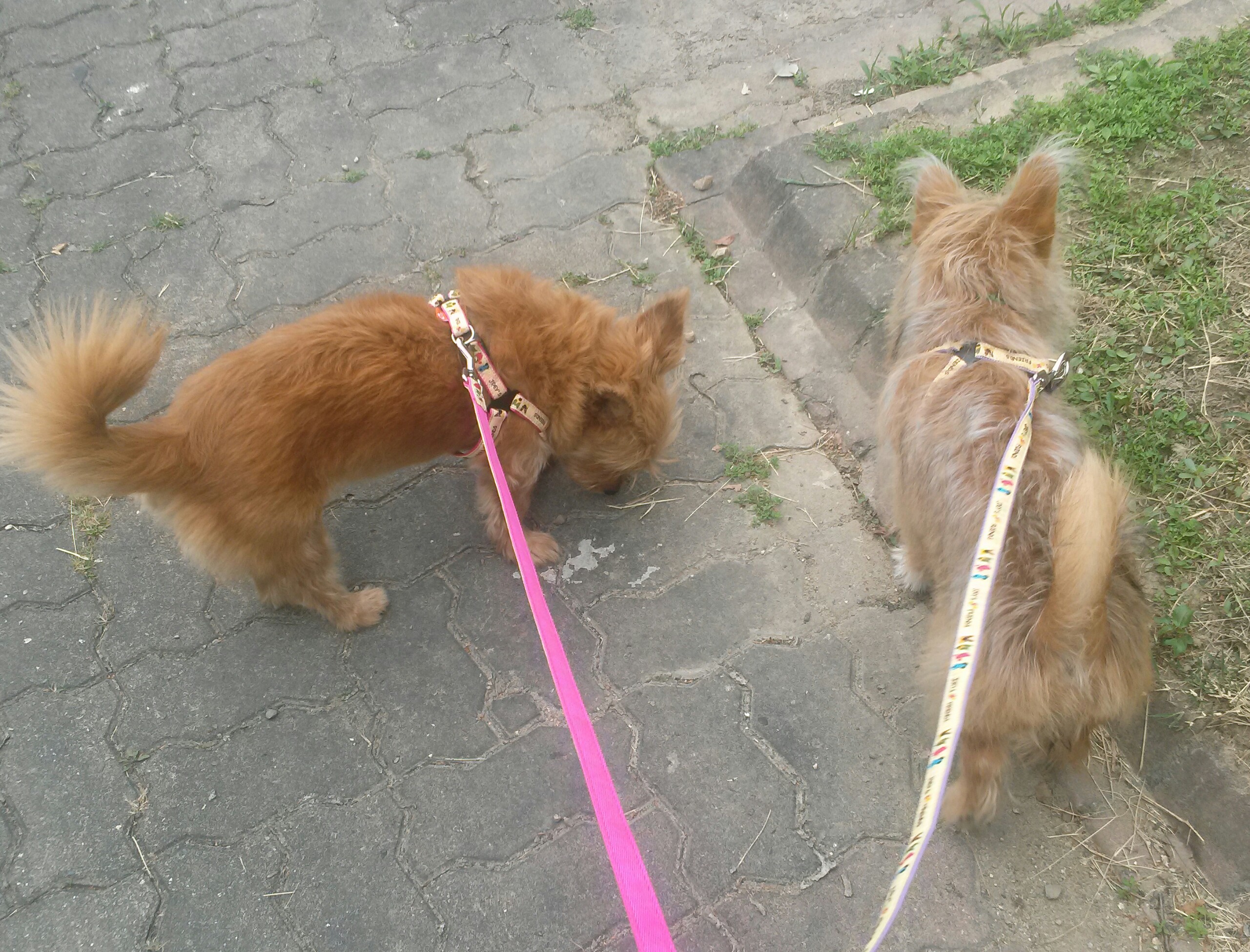 '우리'입양후기입니다..