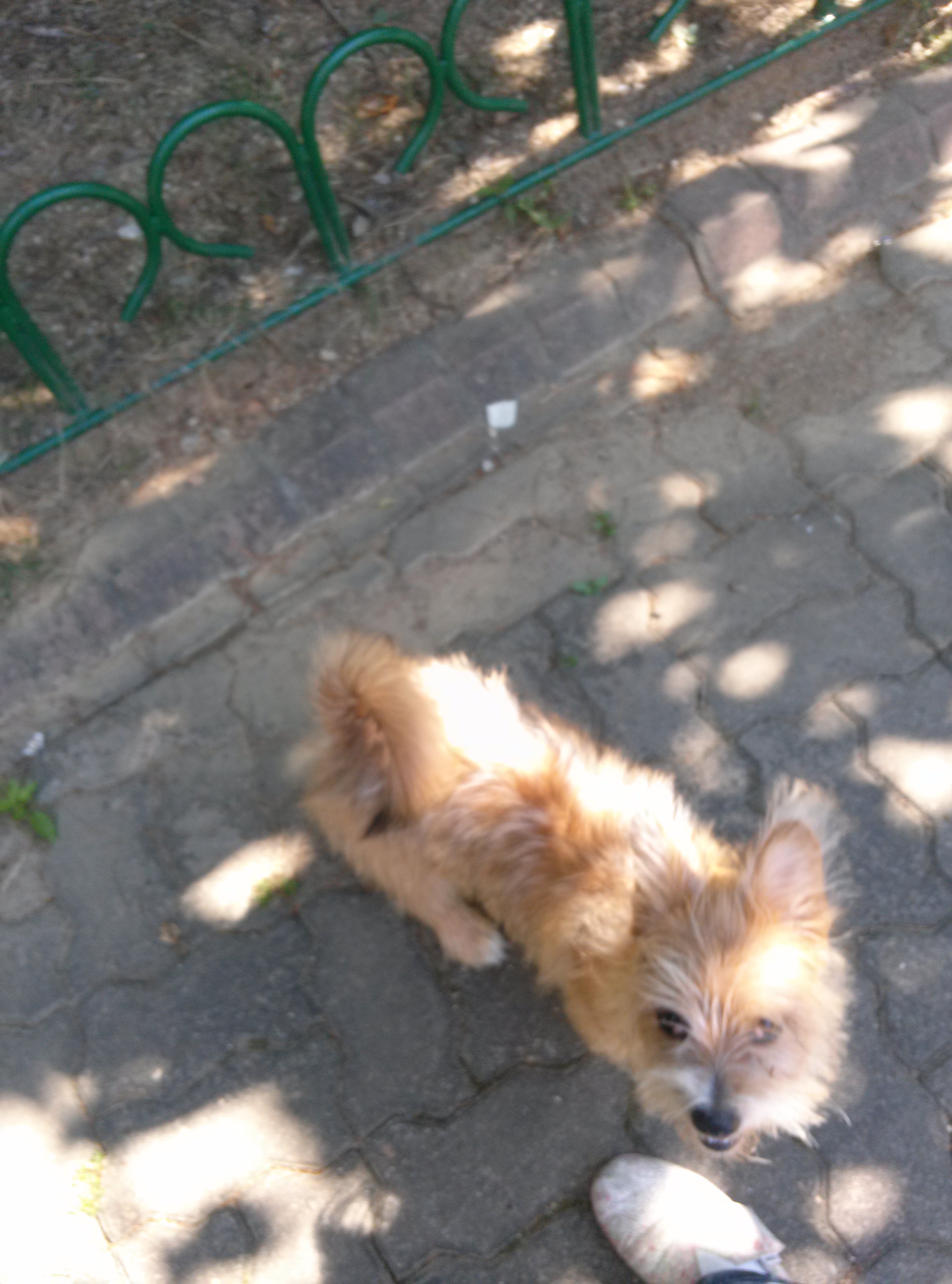 '우리'입양후기입니다..