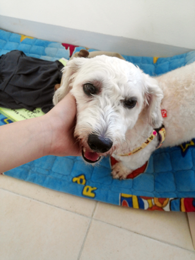 입양간 아라가 뿅이로 개명하고 센터를 찾아주었어요....^^