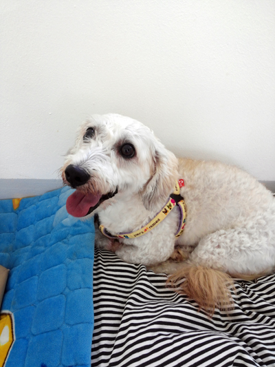 입양간 아라가 뿅이로 개명하고 센터를 찾아주었어요....^^