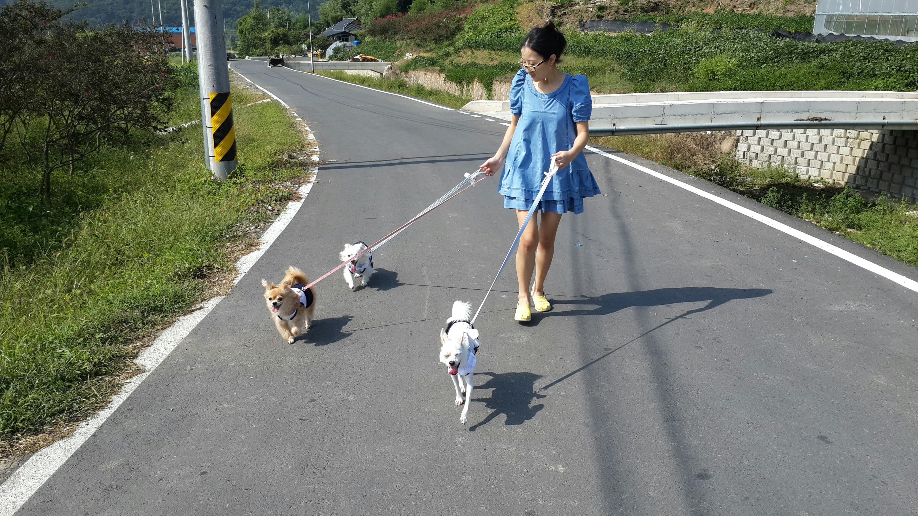 울똥깡들 시골길 산책~~~