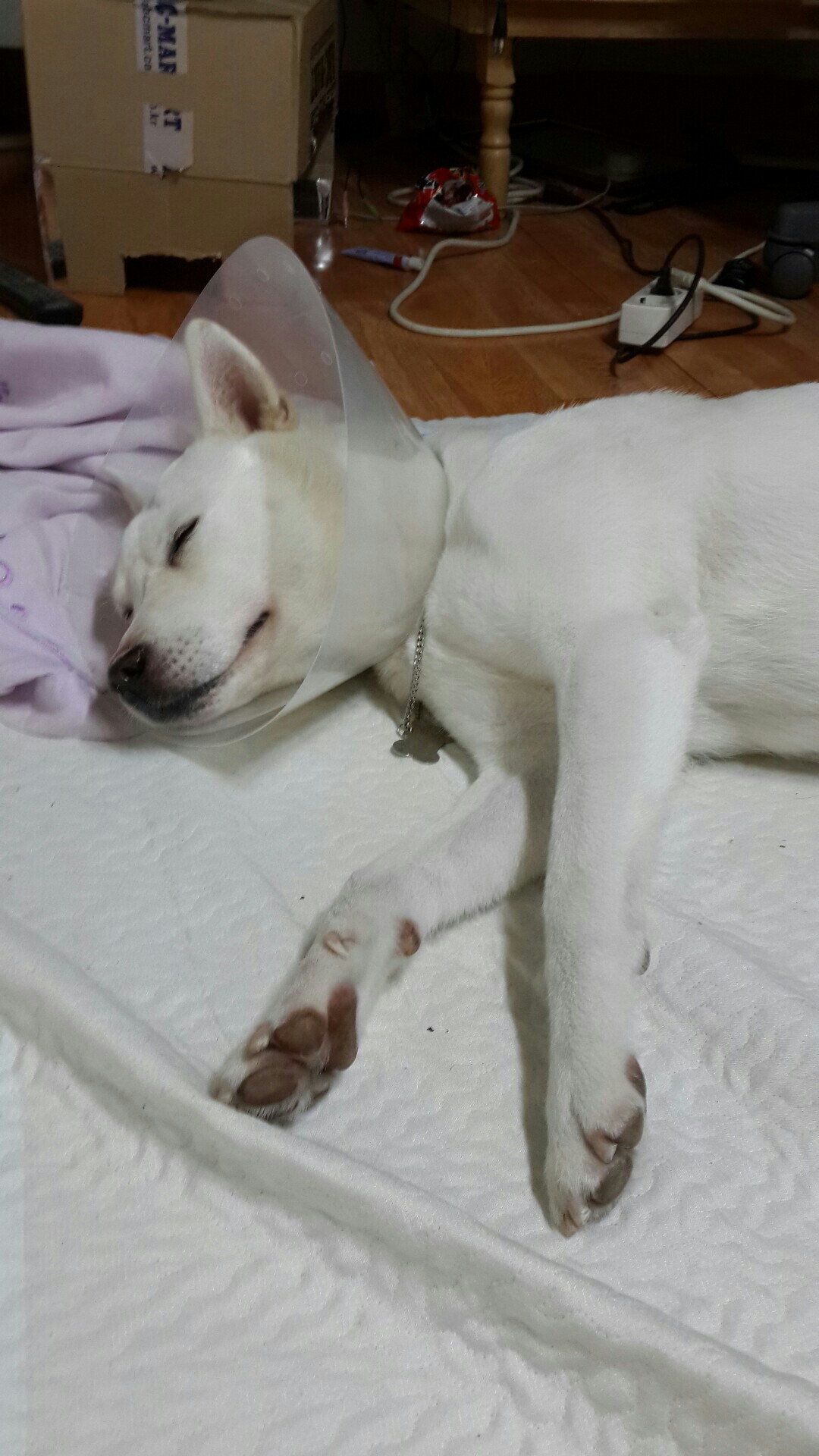 양양사랑이가 중성화수술했어요~