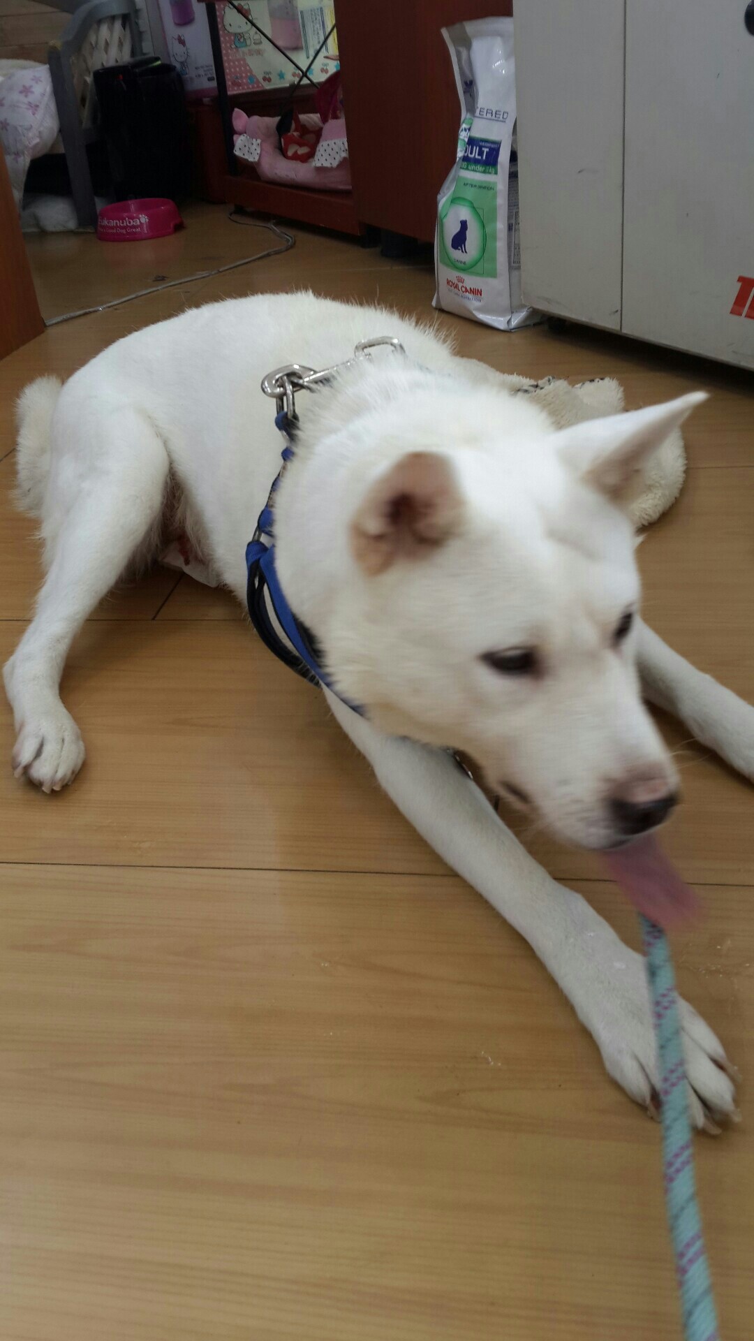 양양사랑이가 중성화수술했어요~