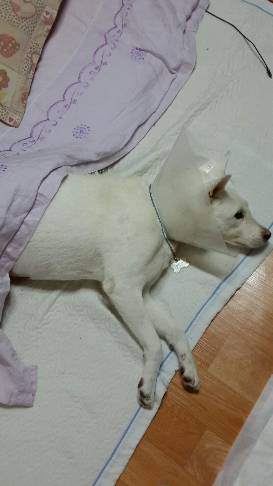 양양사랑이가 중성화수술했어요~