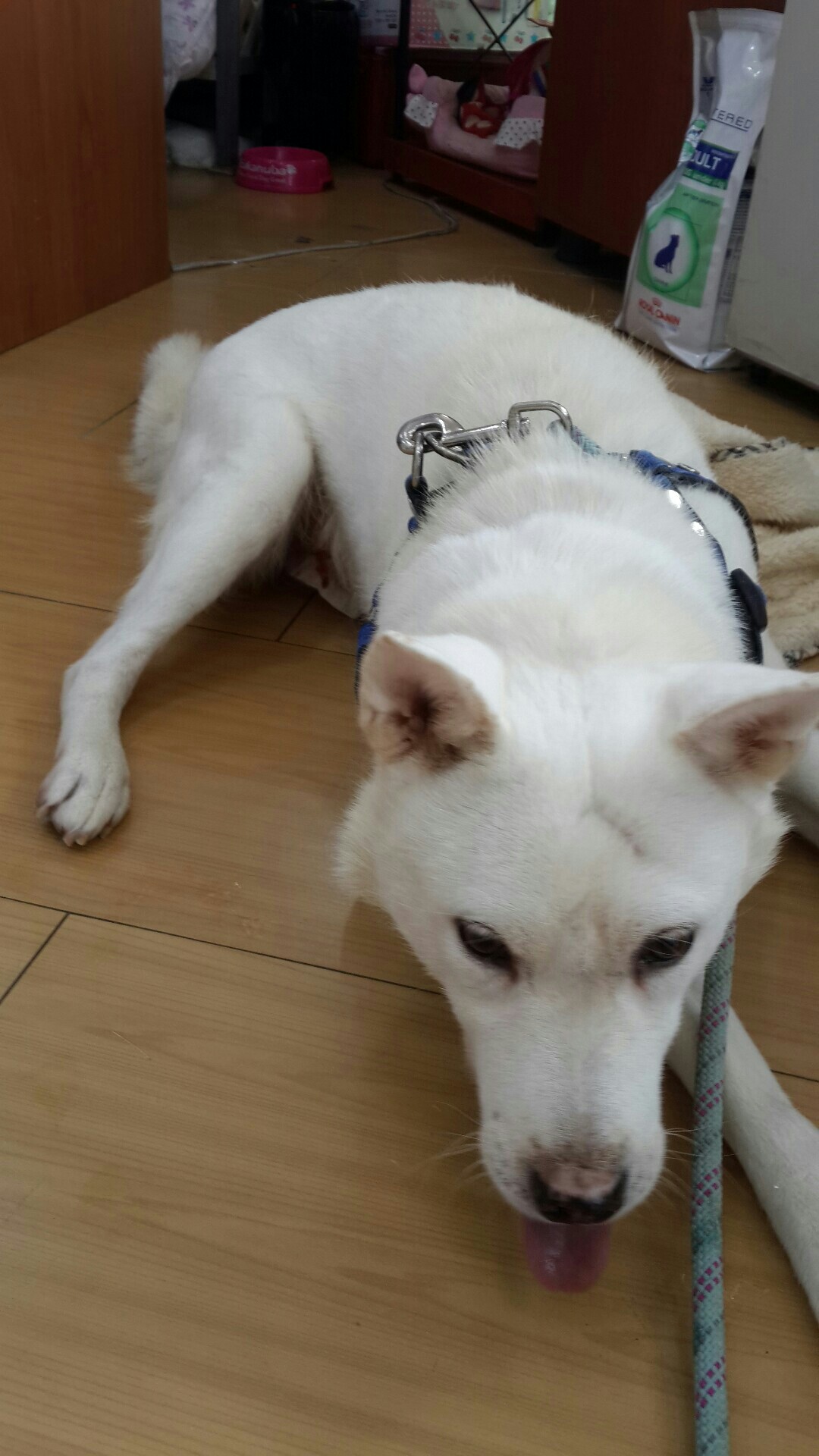 양양사랑이가 중성화수술했어요~