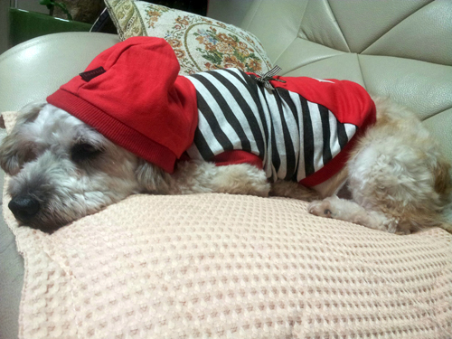 바씨남매들 기억하시나요?....바씨남매들중 바우의 소식입니다.