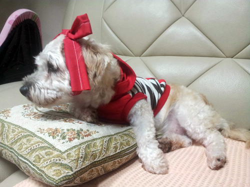 바씨남매들 기억하시나요?....바씨남매들중 바우의 소식입니다.