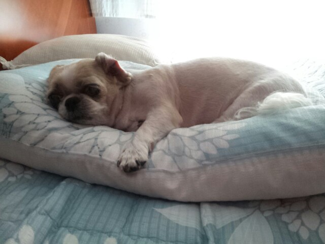 똑똑이와 모모의 몸조리