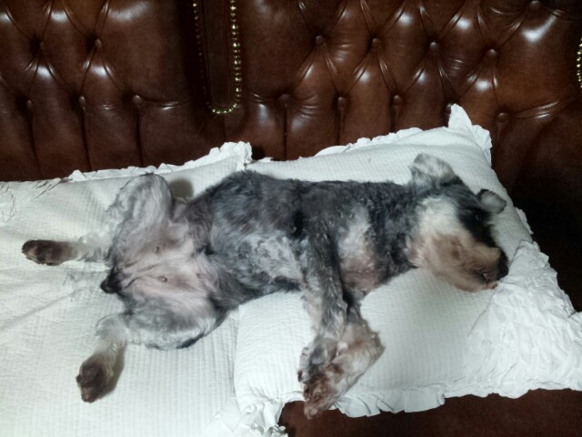 똑똑이와 모모의 몸조리