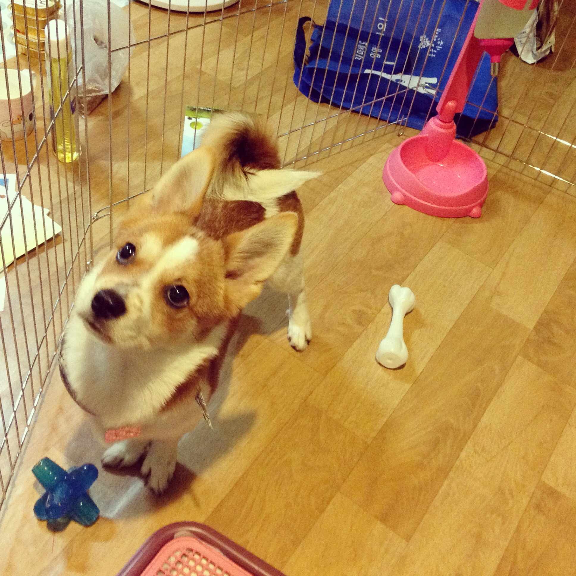 두리 잘 지내고 있어요^^