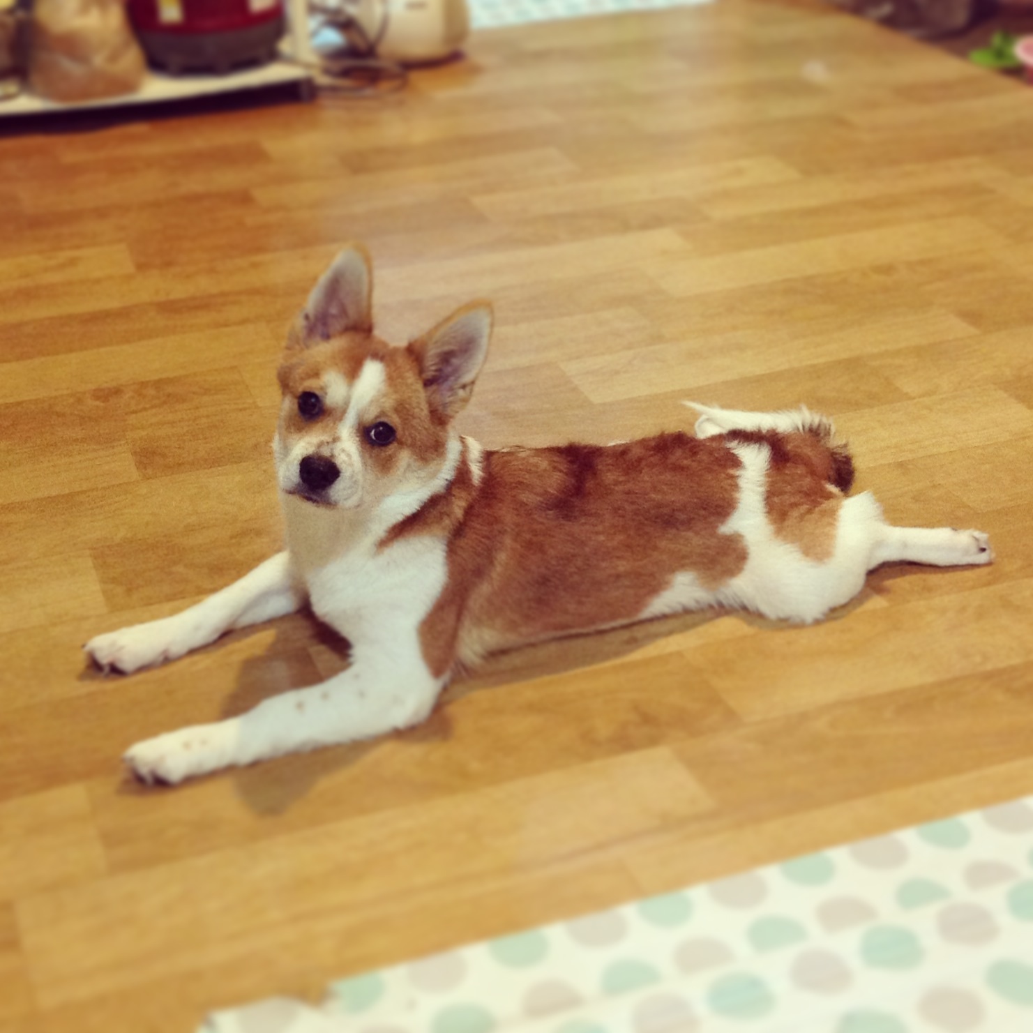 두리 인사왔어용