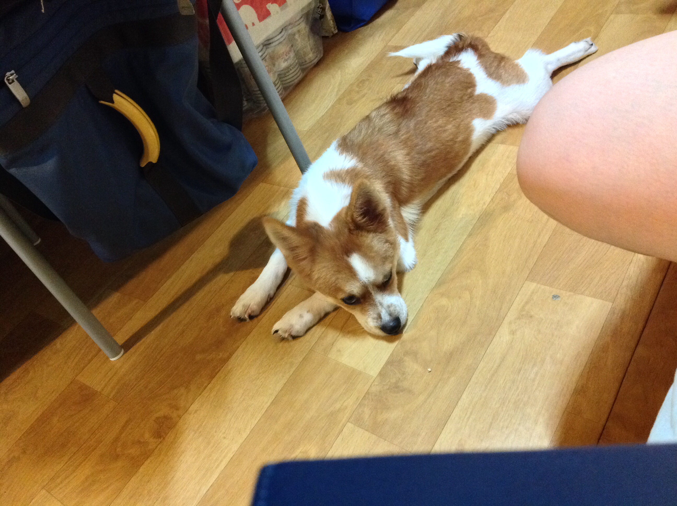 두리 인사왔어용