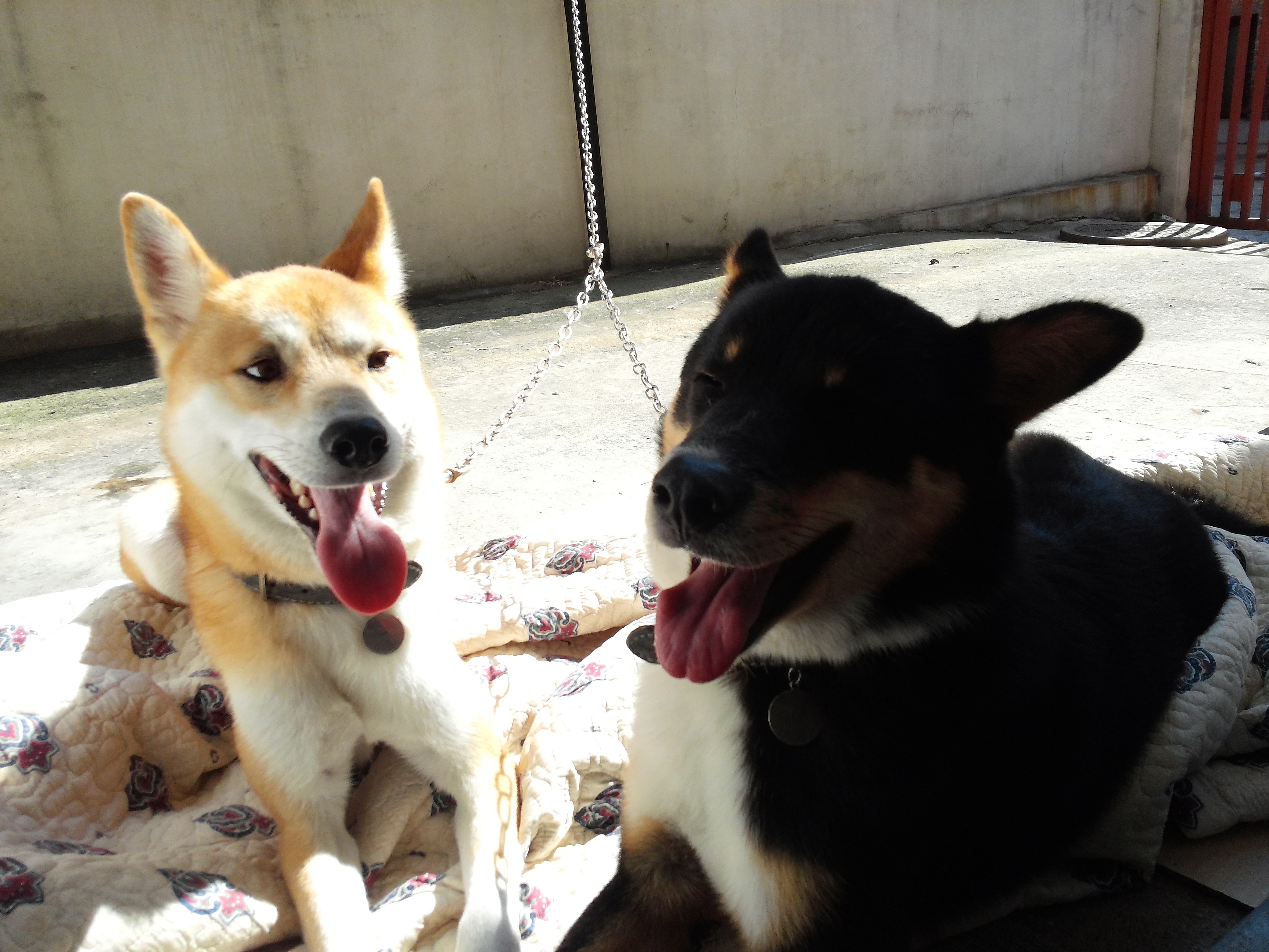 간만에 코코호두입니당. 