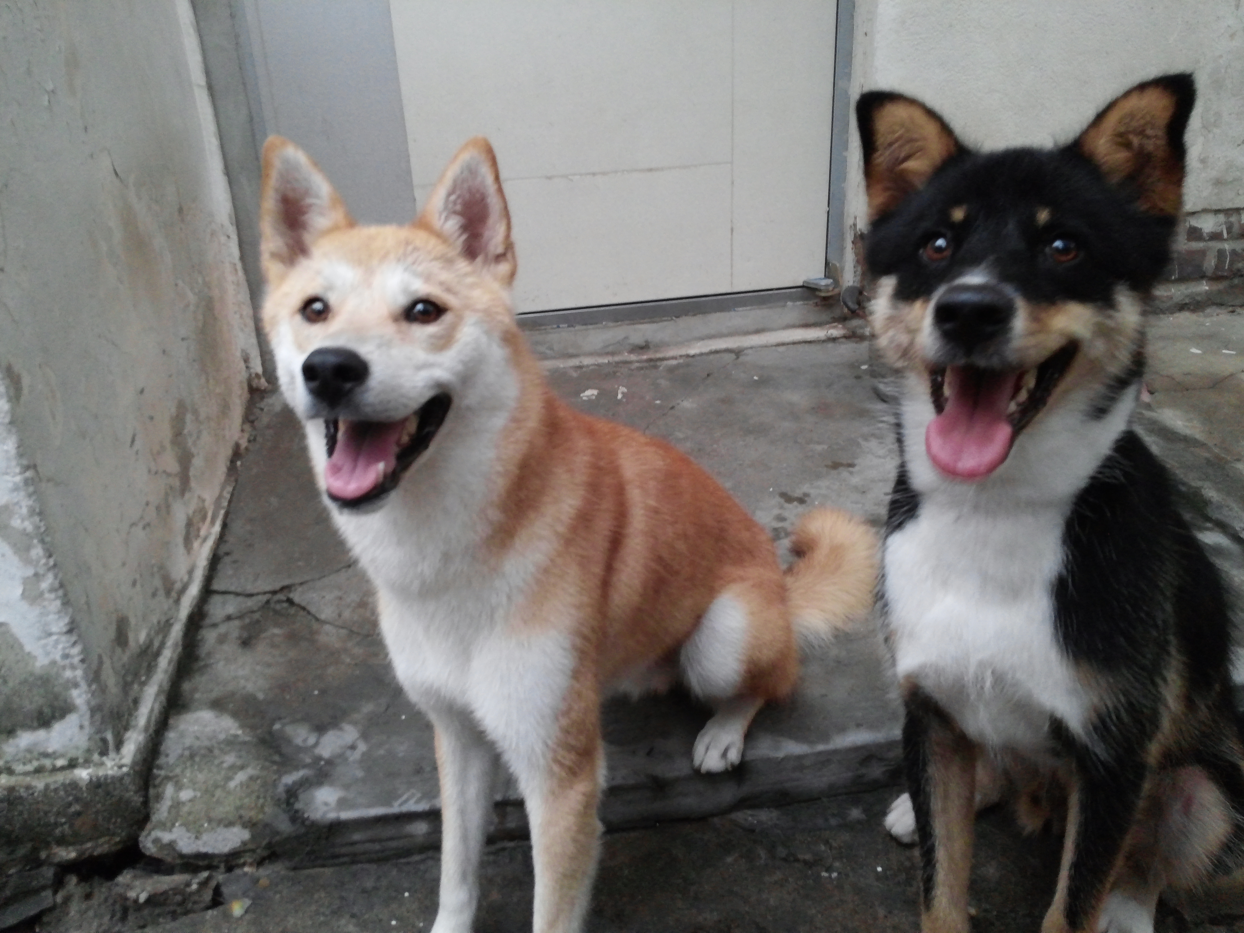 간만에 코코호두입니당. 