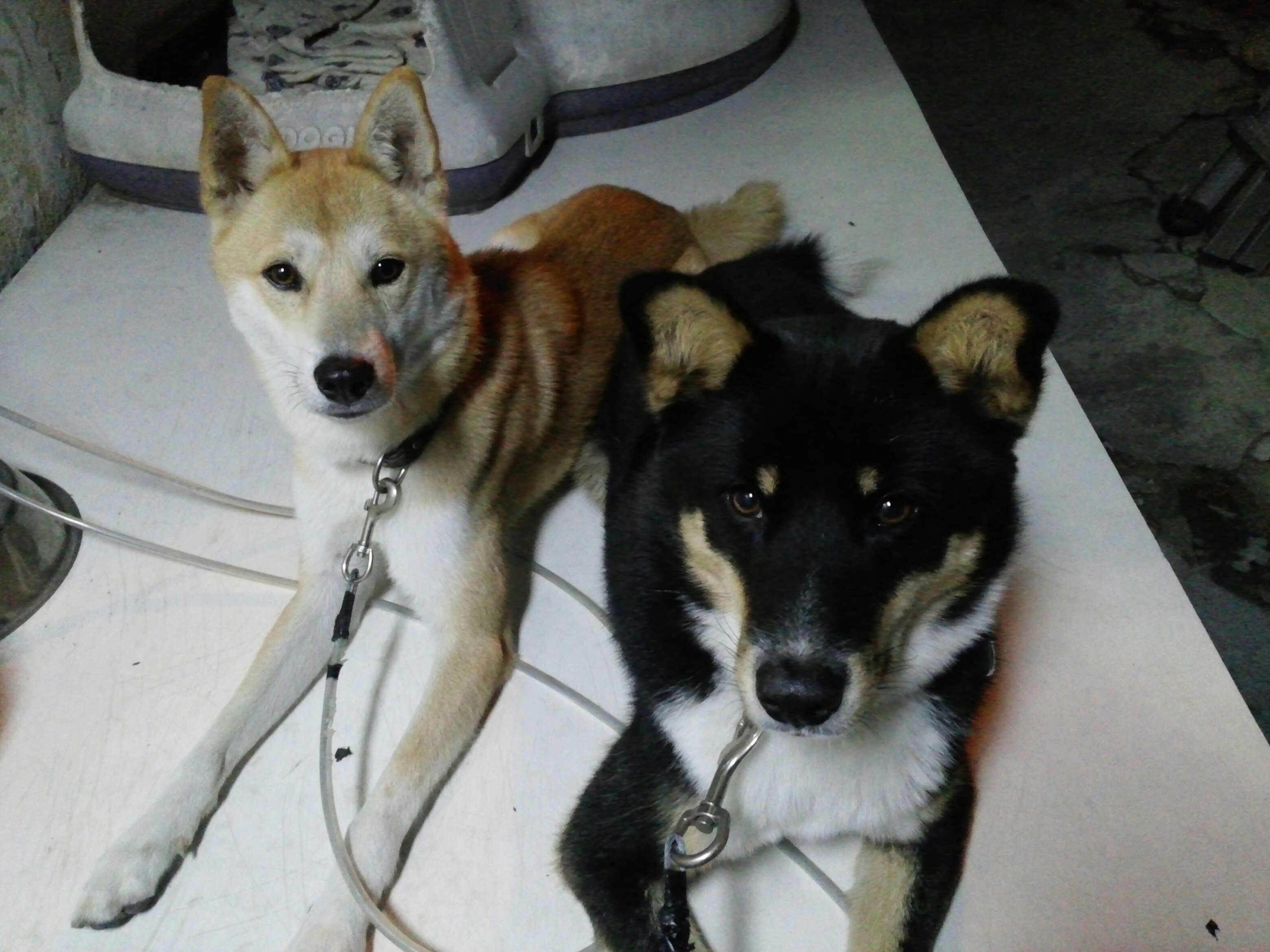 간만에 코코호두입니당. 