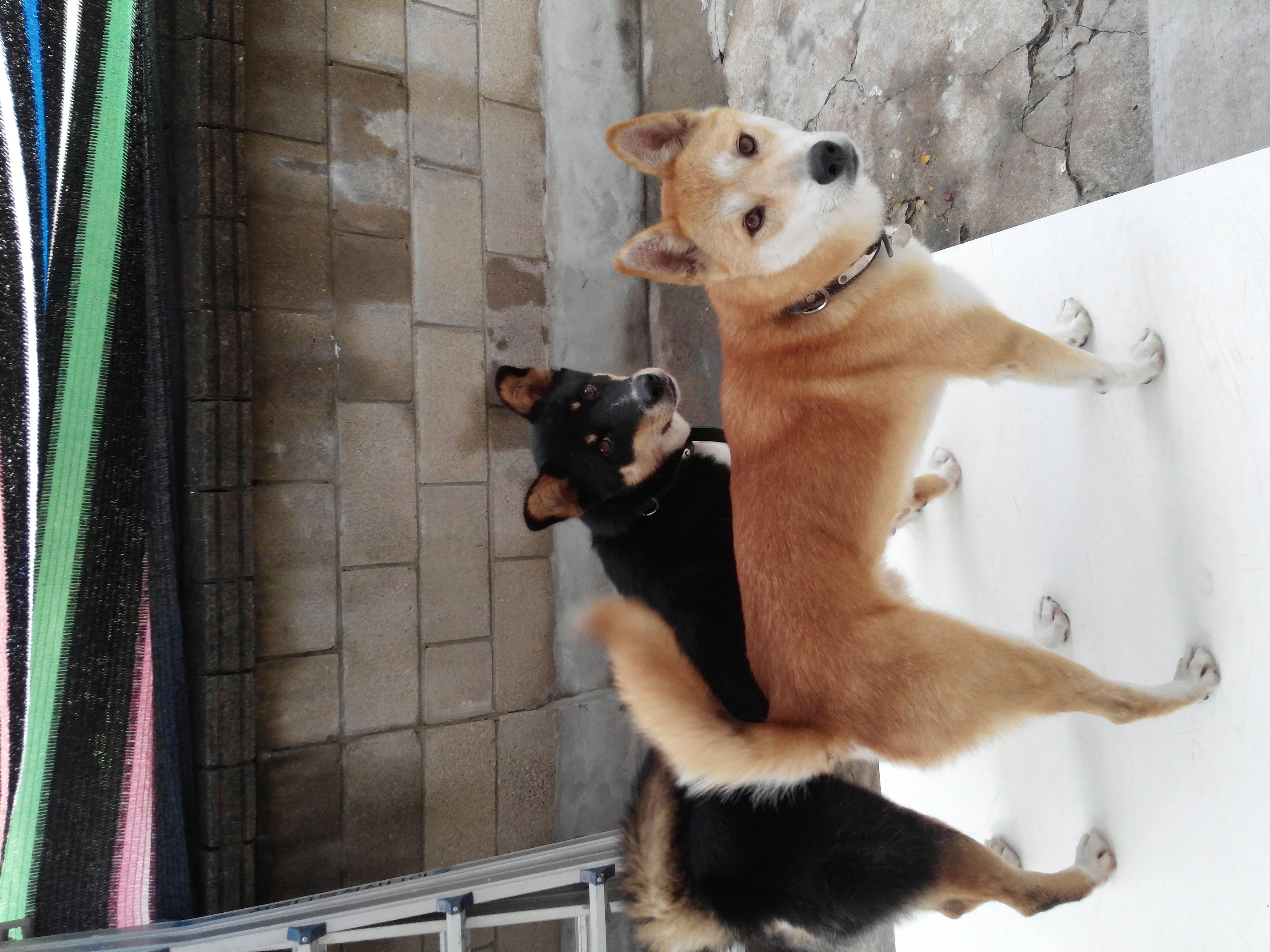 간만에 코코호두입니당. 