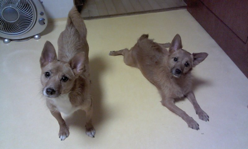 태양이, 담비, 집에서