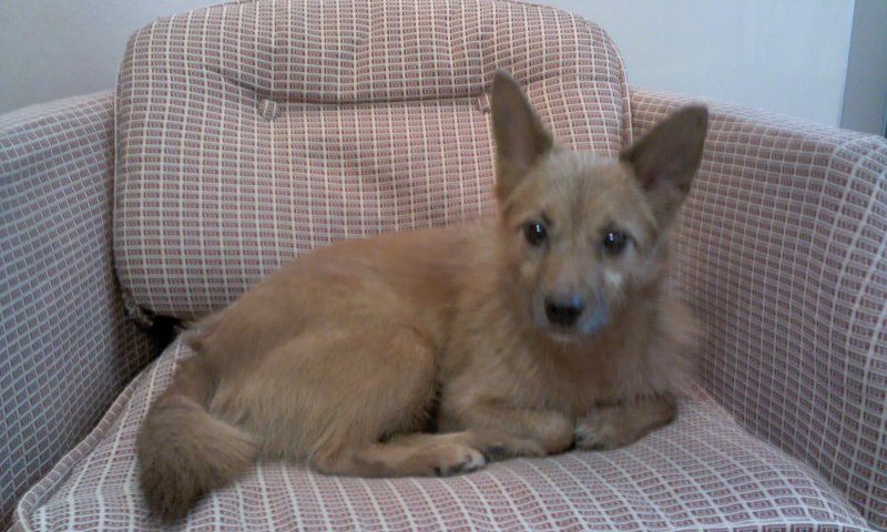 태양이, 담비, 집에서