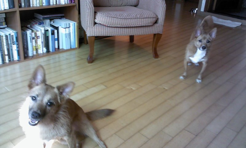 태양이, 담비, 집에서