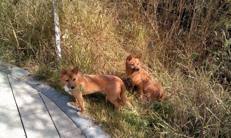 태양이, 담비, 가을산책 1