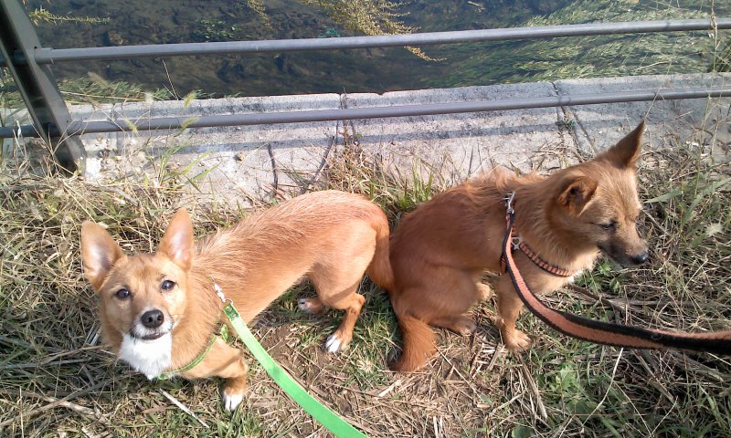 태양이, 담비, 가을산책 1