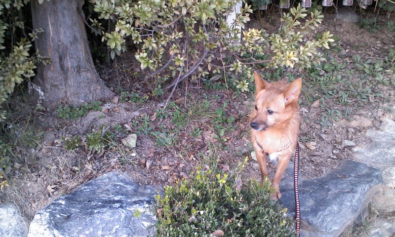 태양이, 담비, 가을산책 2