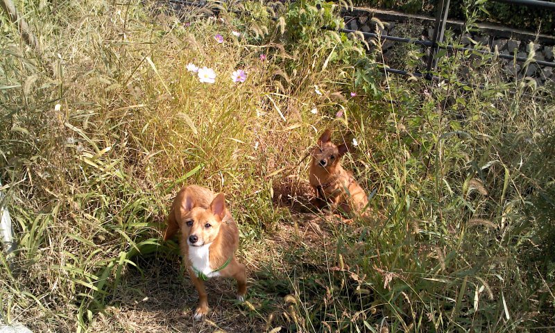 태양이, 담비, 가을산책 2