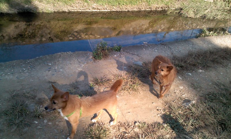 태양이, 담비, 가을산책 2