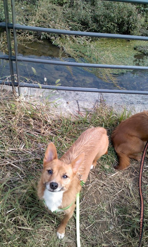 태양이, 담비, 가을산책 2