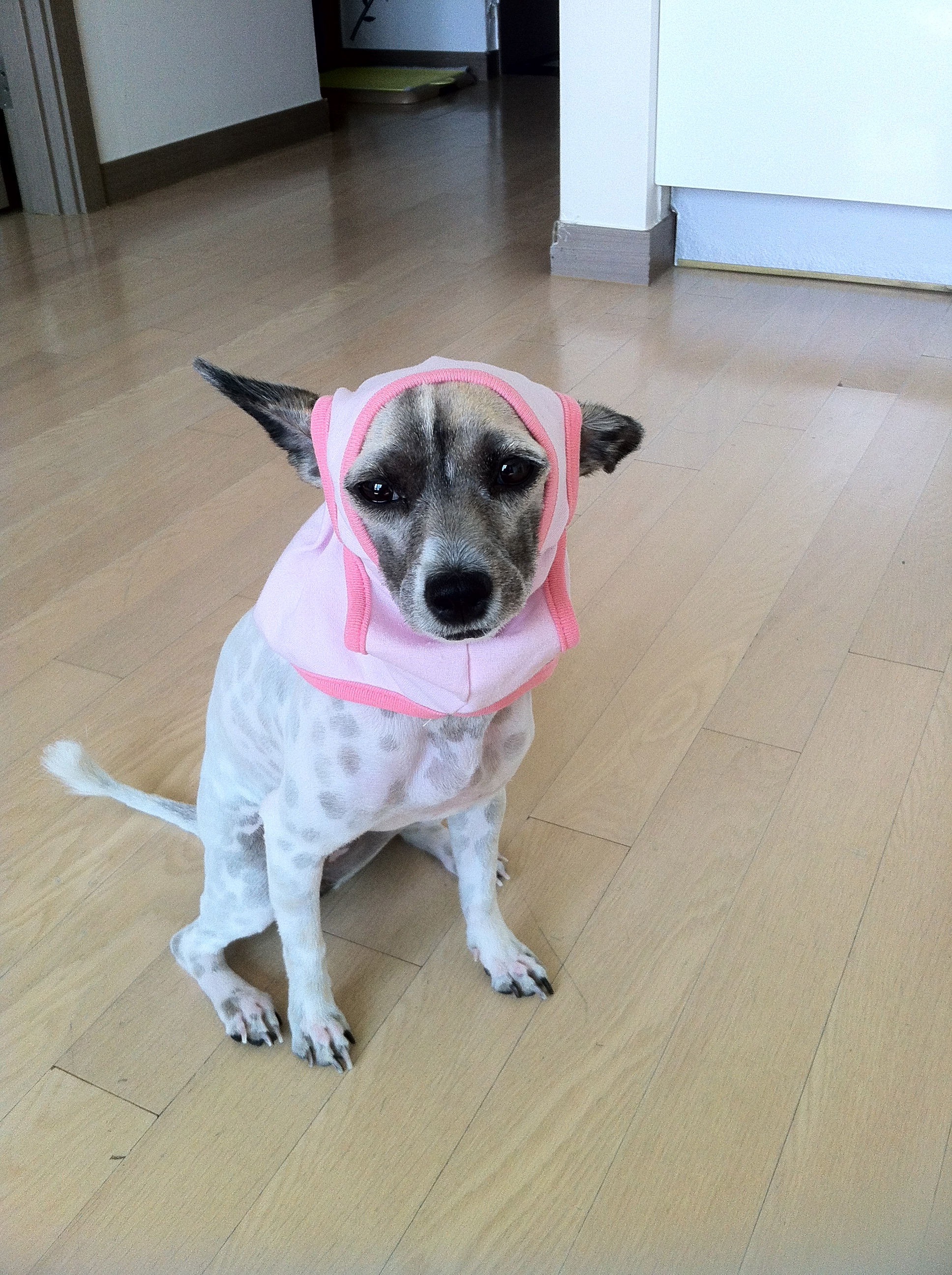 '입양 2주년 기념' 짧은 코스프레 후 지쳐 곯아 떨어진 사랑이