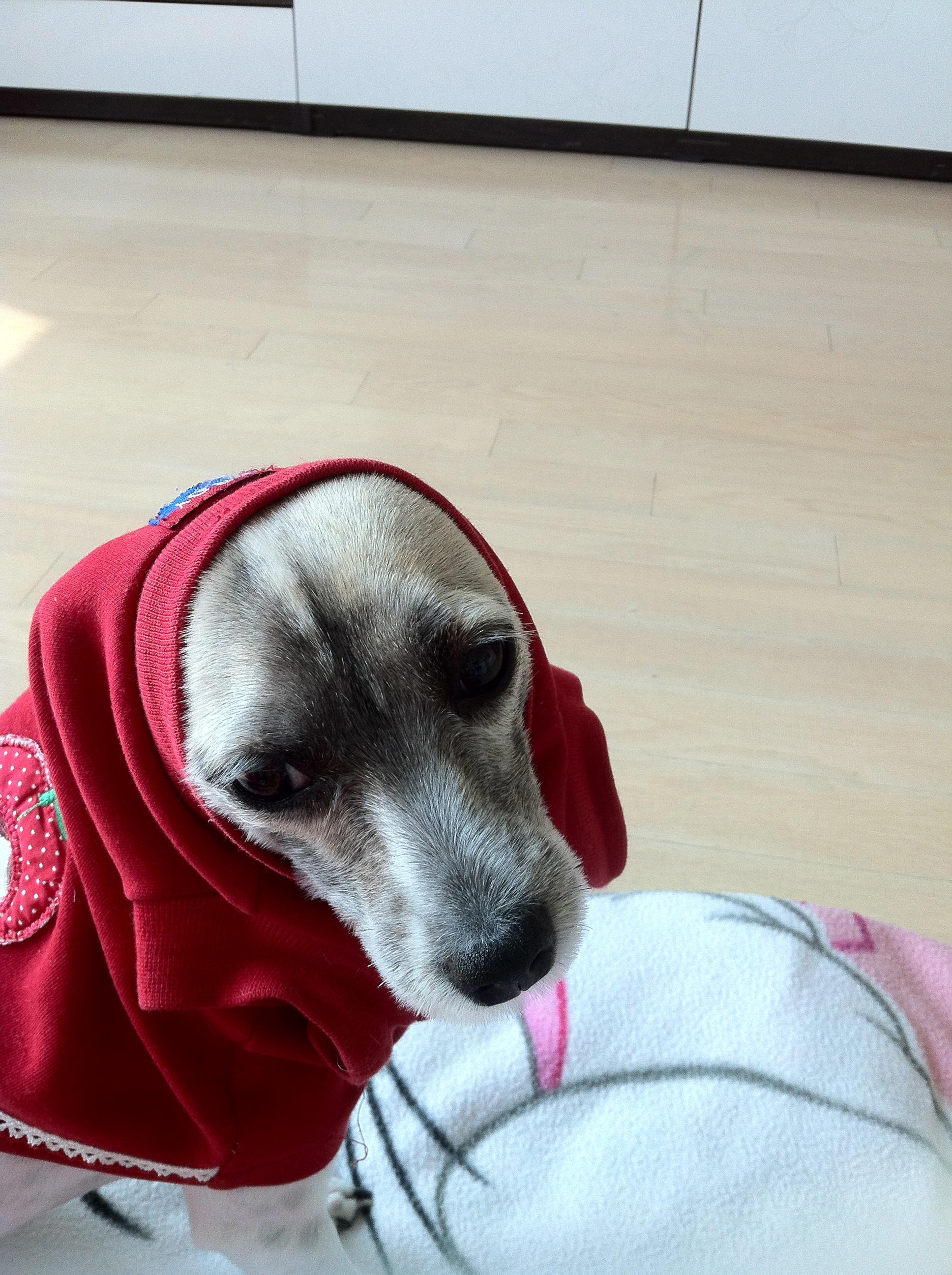 '입양 2주년 기념' 짧은 코스프레 후 지쳐 곯아 떨어진 사랑이