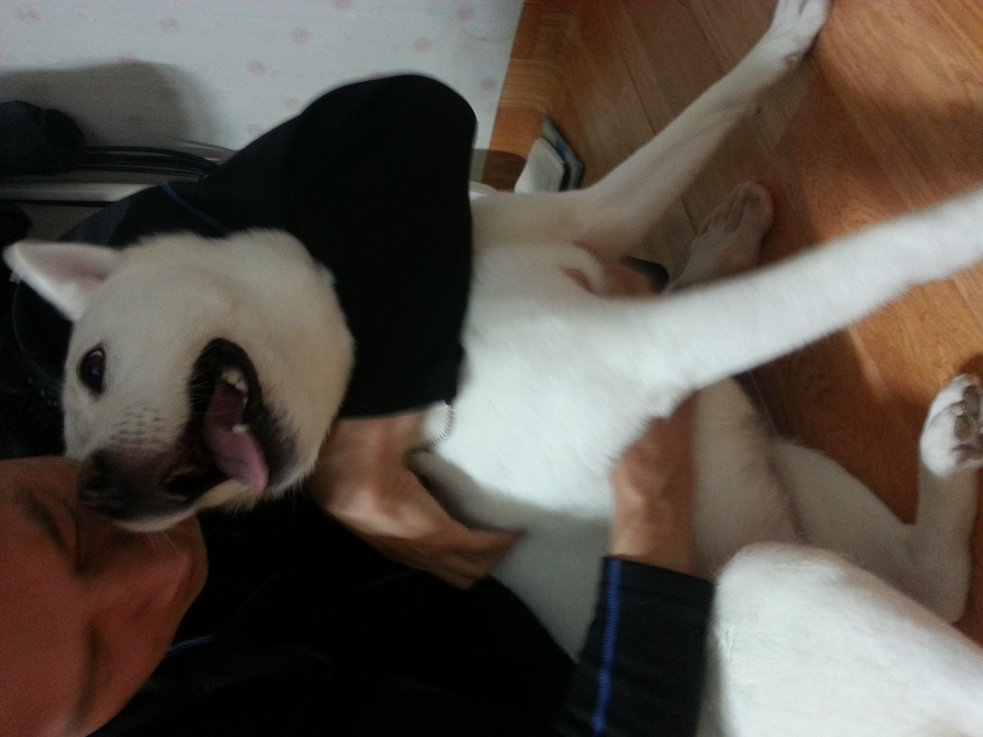 사랑이 잘지내고 잇어요~^^