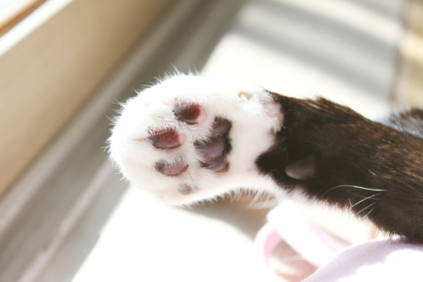 턱시도 사순이 똘이