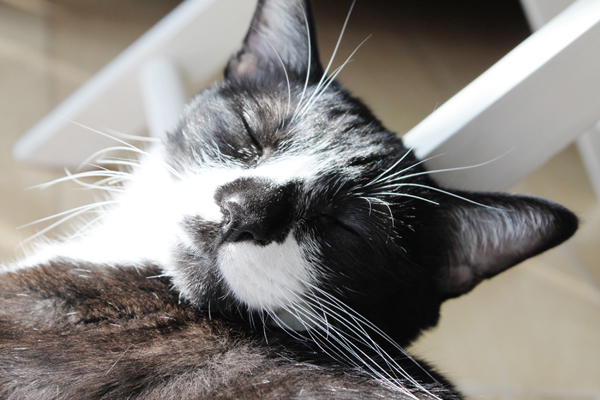 턱시도 사순이 똘이