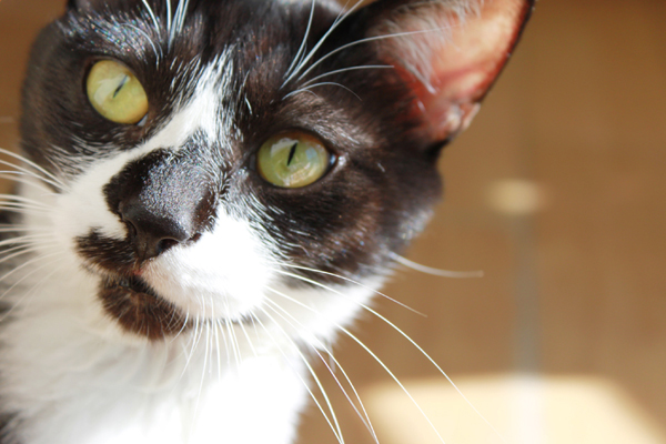 턱시도 사순이 똘이