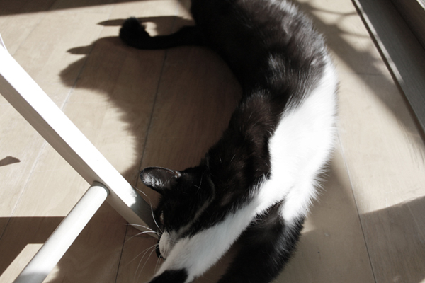 턱시도 사순이 똘이