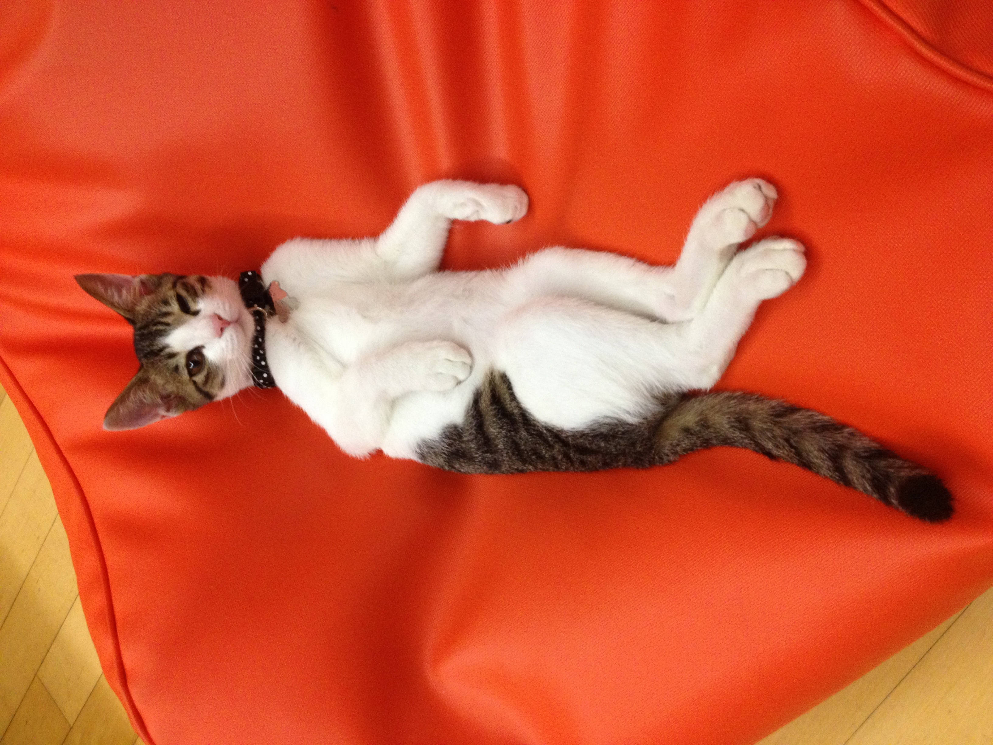 오랜만에 미키 소식 전합니다