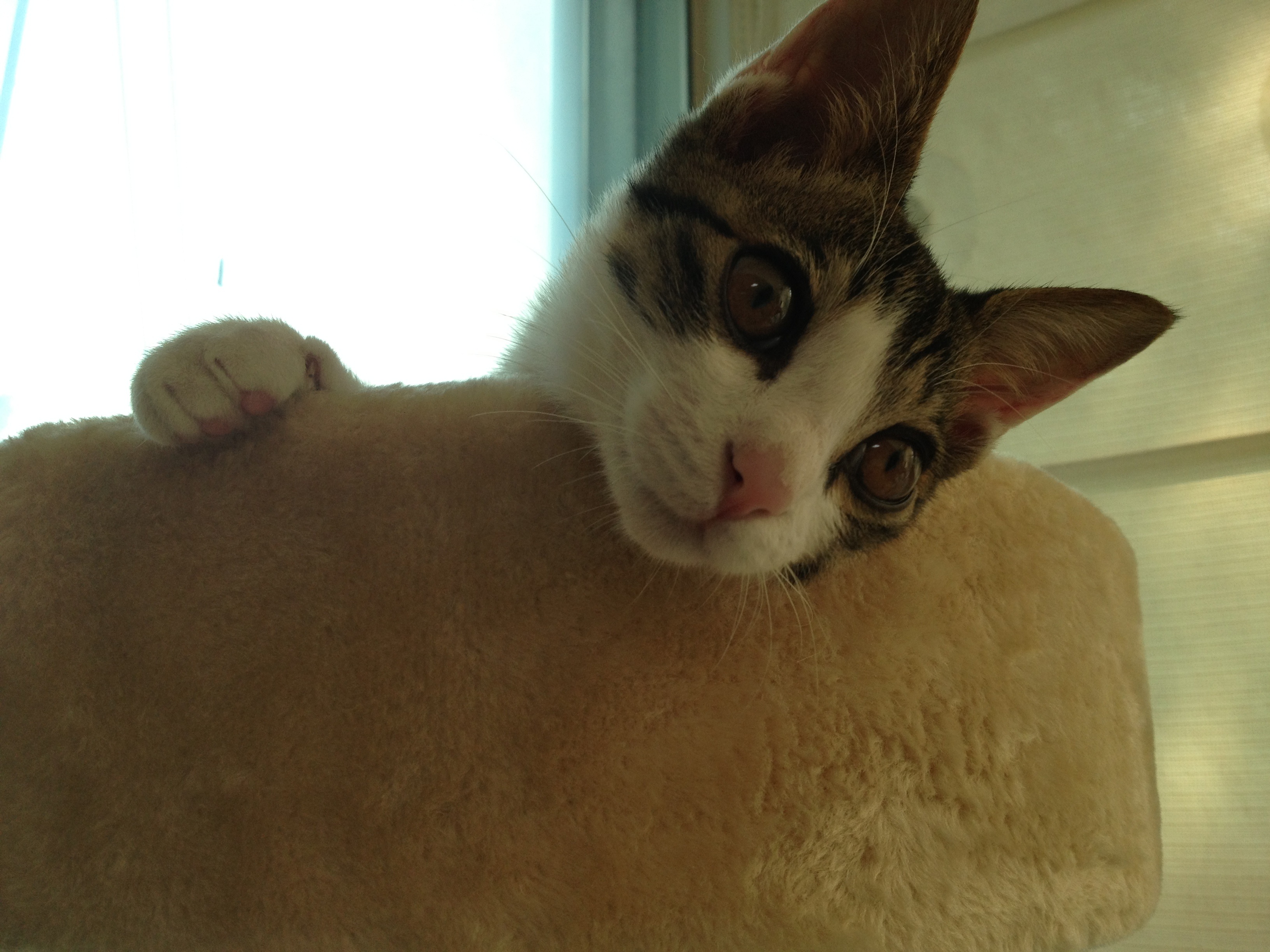 오랜만에 미키 소식 전합니다