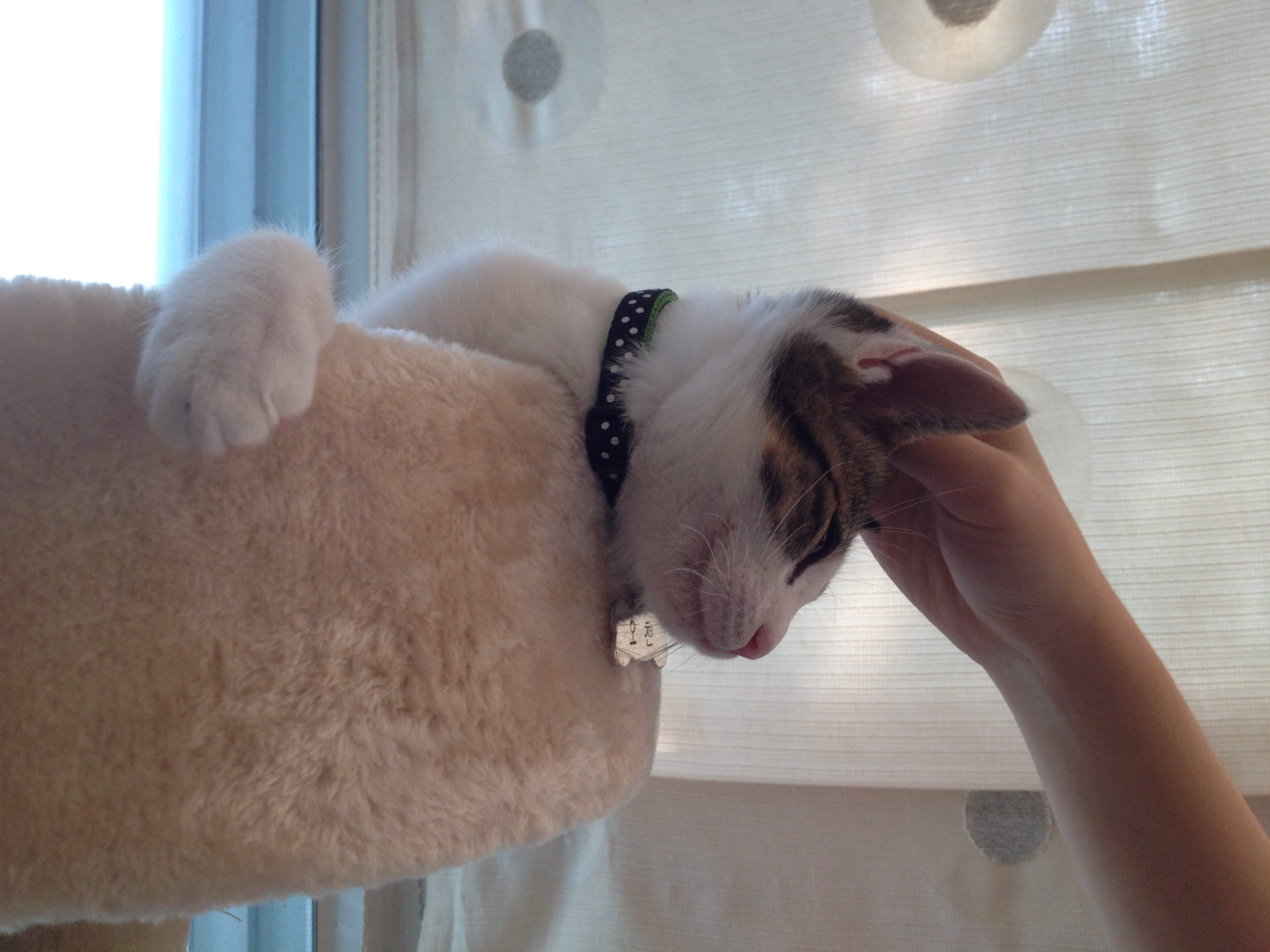 오랜만에 미키 소식 전합니다