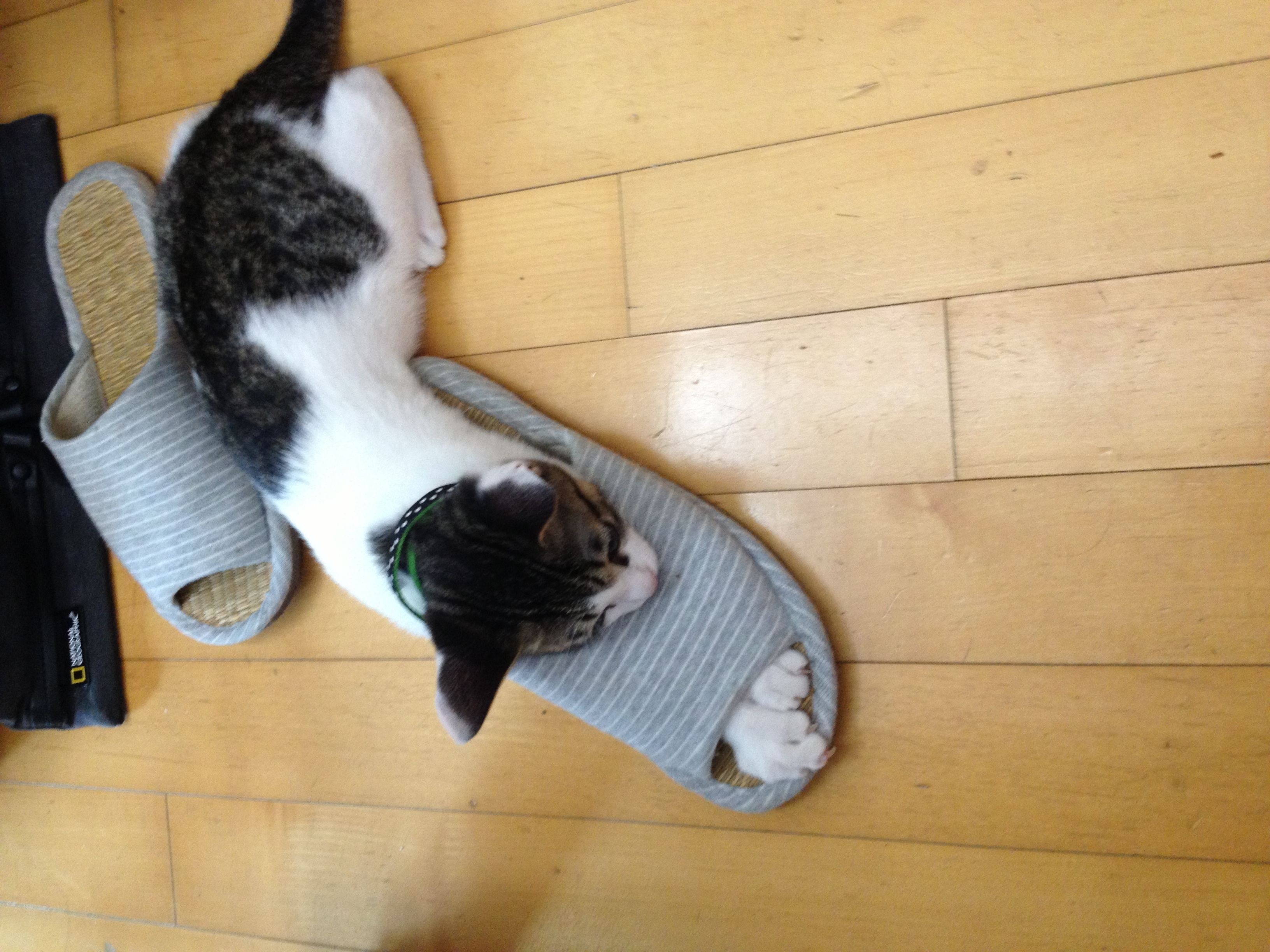 오랜만에 미키 소식 전합니다