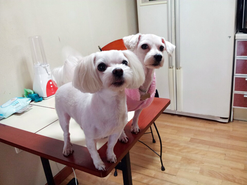 윌리엄은 너무 잘 지내고 있답니당....^^