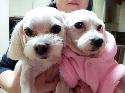 윌리엄은 너무 잘 지내고 있답니당....^^